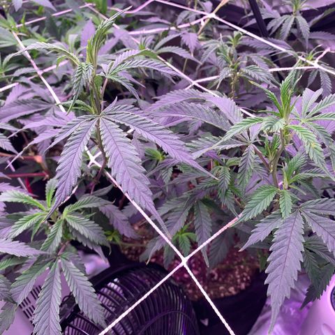 Zkittle LPC, TP & Palp Kush growlog photo: Cleaned tent, then flipped to flower