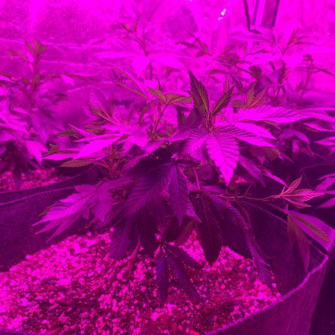 Zkittle LPC, TP & Palp Kush growlog photo: 2x4 tent clutched up, top dressing super soil