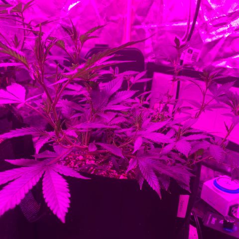 Zkittle LPC, TP & Palp Kush growlog photo: Hard LST, soft HST