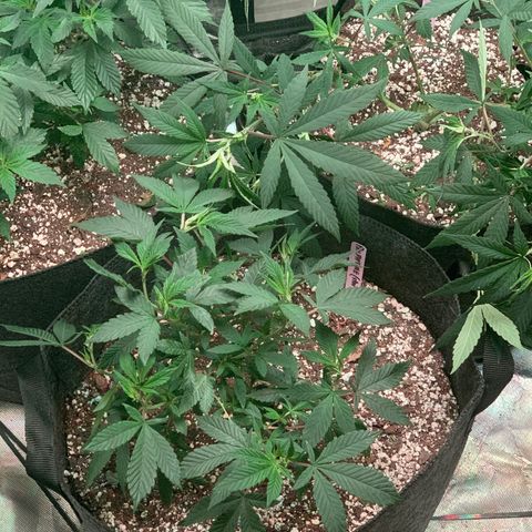 Zkittle LPC, TP & Palp Kush growlog photo: More Training & Trellising