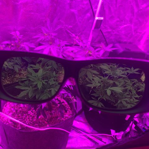 Zkittle LPC, TP & Palp Kush growlog photo: Hard LST, soft HST
