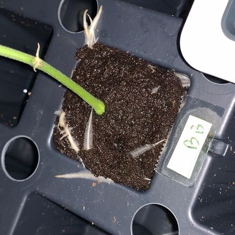 Zkittle LPC, TP & Palp Kush growlog photo: 2nd Clones cut and 1st set rooted/transplanted 