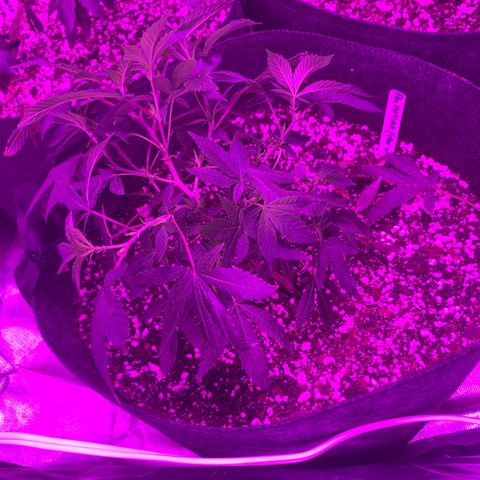 Zkittle LPC, TP & Palp Kush growlog photo: 2x4 tent clutched up, top dressing super soil