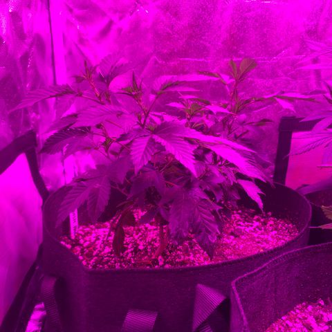 Zkittle LPC, TP & Palp Kush growlog photo: 2x4 tent clutched up, top dressing super soil