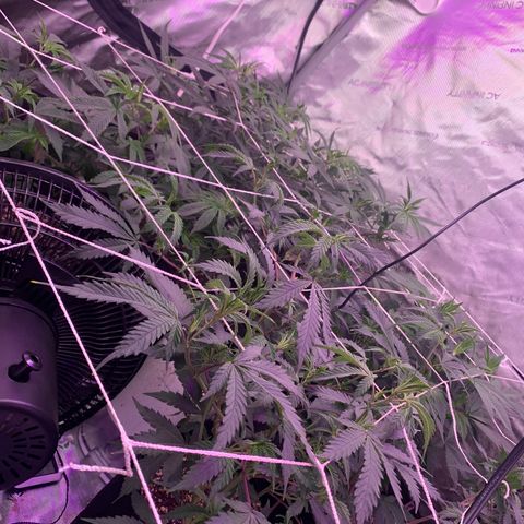 Zkittle LPC, TP & Palp Kush growlog photo: New lights 2 AC inifinity 100w