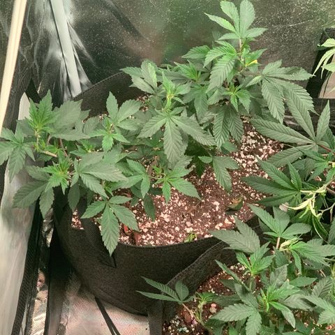 Zkittle LPC, TP & Palp Kush growlog photo: More Training & Trellising