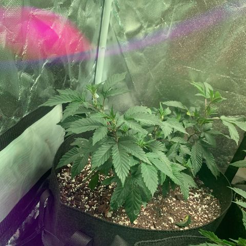 Zkittle LPC, TP & Palp Kush growlog photo: Hard LST, soft HST