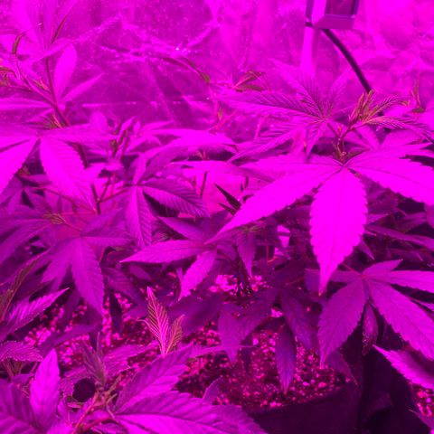 Zkittle LPC, TP & Palp Kush growlog photo: Hard LST, soft HST