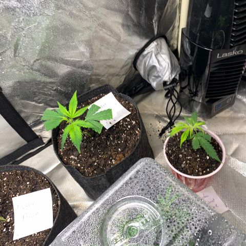 Zkittle LPC, TP & Palp Kush growlog photo: 2nd Clones cut and 1st set rooted/transplanted 