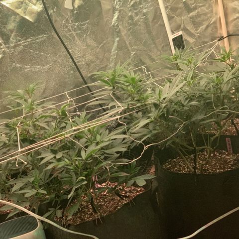 Zkittle LPC, TP & Palp Kush growlog photo: Containing the beast, lots of defoliation & tucking, attempting to manage PM