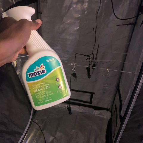 Zkittle LPC, TP & Palp Kush growlog photo: Cleaned tent, then flipped to flower