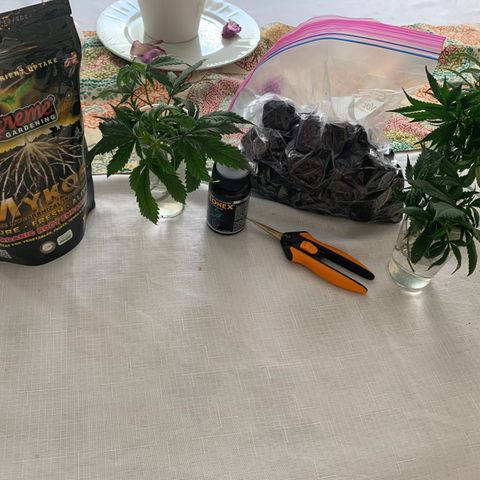 Zkittle LPC, TP & Palp Kush growlog photo: 2nd Clones cut and 1st set rooted/transplanted 