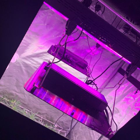 Zkittle LPC, TP & Palp Kush growlog photo: New lights 2 AC inifinity 100w