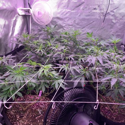 Zkittle LPC, TP & Palp Kush growlog photo: Cleaned tent, then flipped to flower