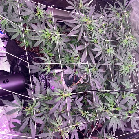 Zkittle LPC, TP & Palp Kush growlog photo: New lights 2 AC inifinity 100w