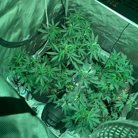 Zkittle LPC, TP & Palp Kush growlog photo: AC INFINITY BIG LEVEL UP