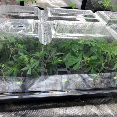 Zkittle LPC, TP & Palp Kush growlog photo: 2nd Clones cut and 1st set rooted/transplanted 