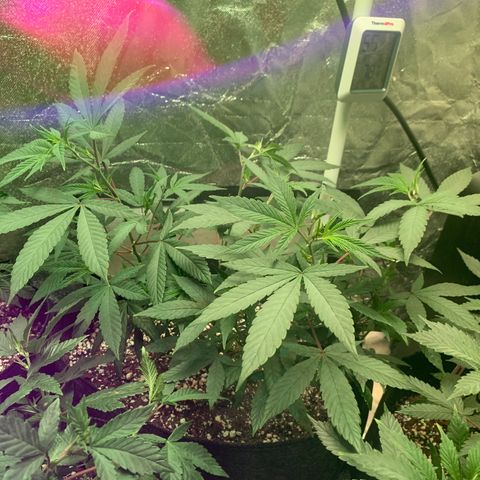Zkittle LPC, TP & Palp Kush growlog photo: Hard LST, soft HST