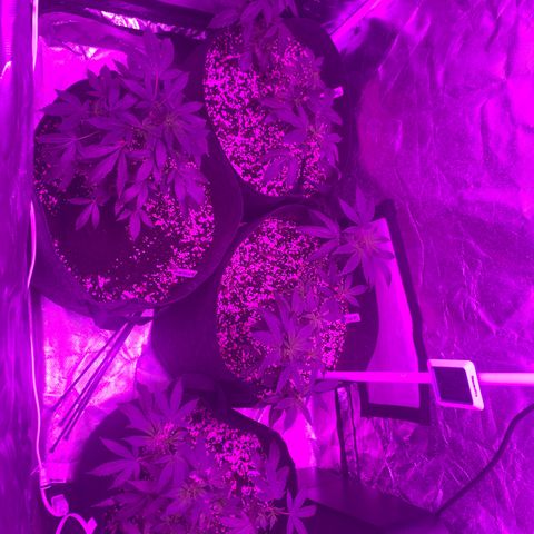 Zkittle LPC, TP & Palp Kush growlog photo: 2x4 tent clutched up, top dressing super soil