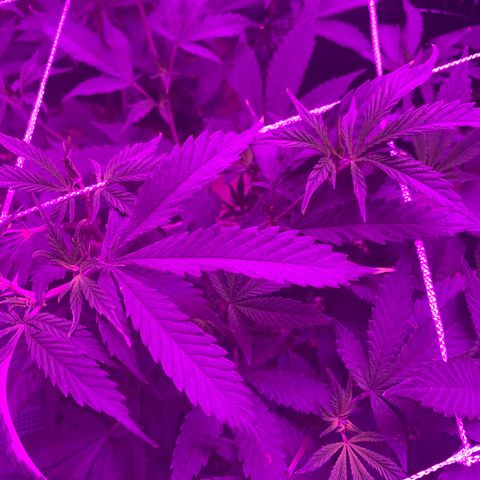 Zkittle LPC, TP & Palp Kush growlog photo: Containing the beast, lots of defoliation & tucking, attempting to manage PM