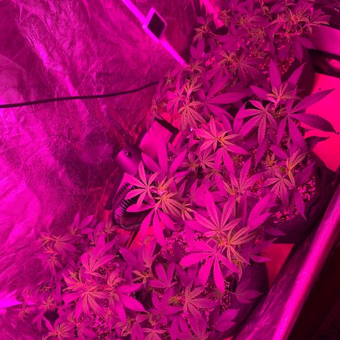 Zkittle LPC, TP & Palp Kush growlog photo: More Training & Trellising