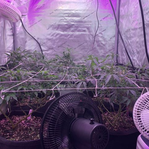 Zkittle LPC, TP & Palp Kush growlog photo: Cleaned tent, then flipped to flower
