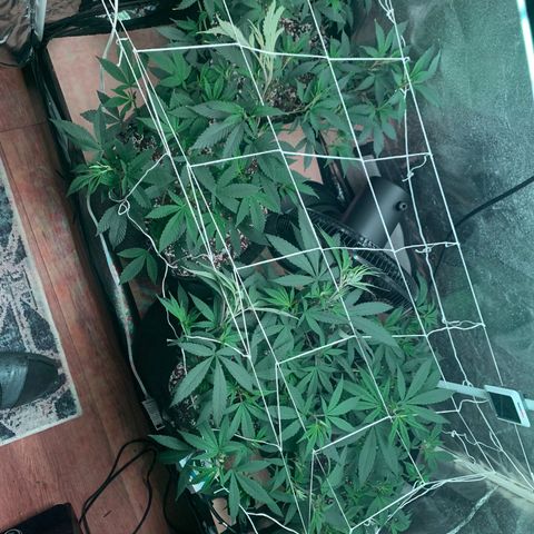 Zkittle LPC, TP & Palp Kush growlog photo: More Training & Trellising