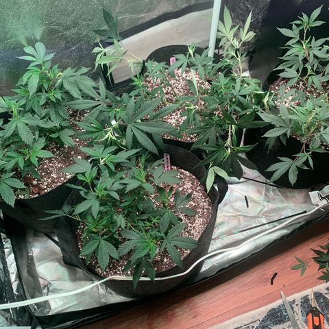 Zkittle LPC, TP & Palp Kush growlog photo: More Training & Trellising
