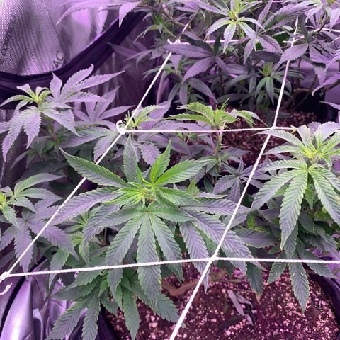 Zkittle LPC, TP & Palp Kush growlog photo: Cleaned tent, then flipped to flower