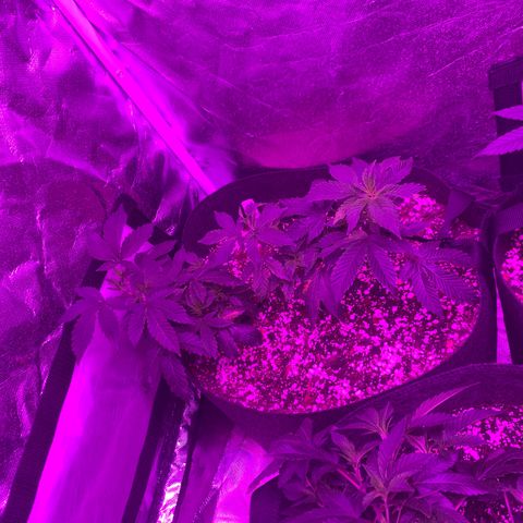 Zkittle LPC, TP & Palp Kush growlog photo: 2x4 tent clutched up, top dressing super soil