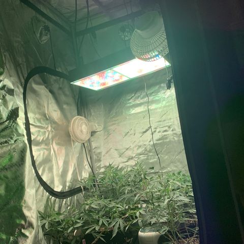 Zkittle LPC, TP & Palp Kush growlog photo: AC INFINITY BIG LEVEL UP