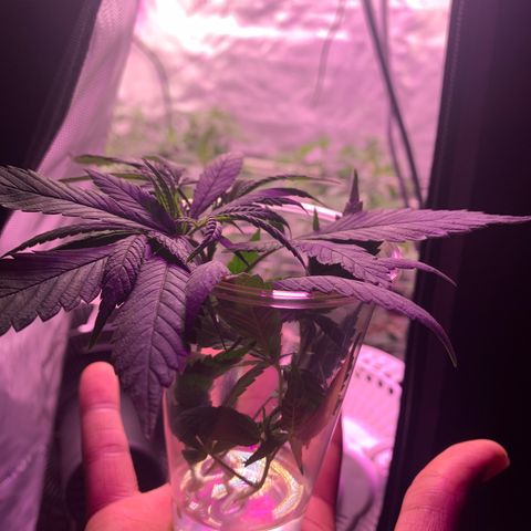 Zkittle LPC, TP & Palp Kush growlog photo: Cleaned tent, then flipped to flower