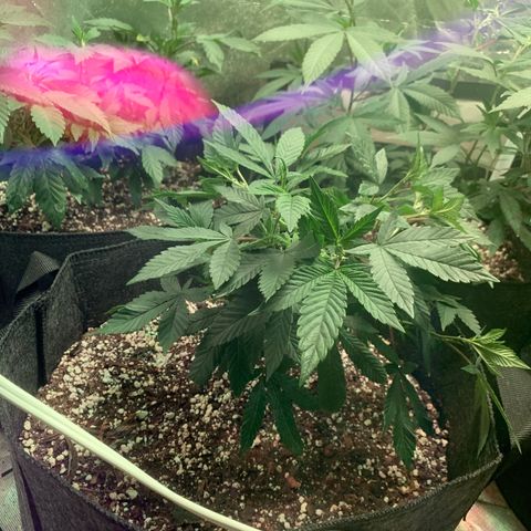 Zkittle LPC, TP & Palp Kush growlog photo: Hard LST, soft HST