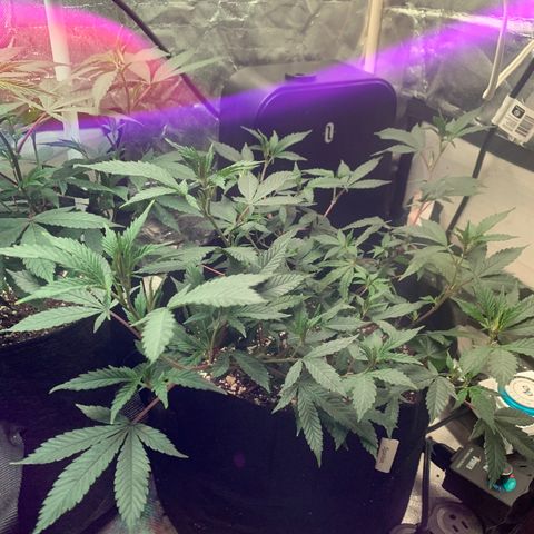 Zkittle LPC, TP & Palp Kush growlog photo: Hard LST, soft HST
