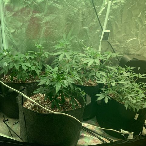 Zkittle LPC, TP & Palp Kush growlog photo: Hard LST, soft HST