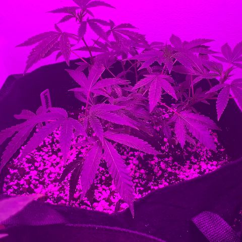 Zkittle LPC, TP & Palp Kush growlog photo: Closet set up, burple light, high humidity, poor airflow