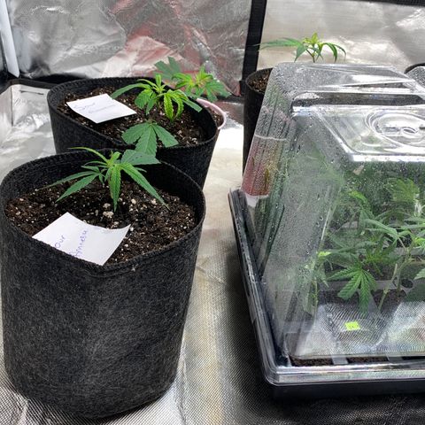 Zkittle LPC, TP & Palp Kush growlog photo: 2nd Clones cut and 1st set rooted/transplanted 