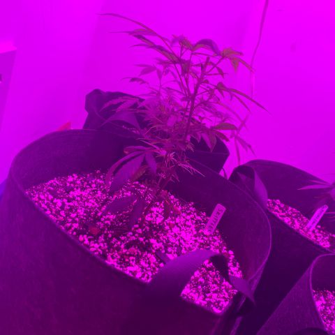 Zkittle LPC, TP & Palp Kush growlog photo: Closet set up, burple light, high humidity, poor airflow