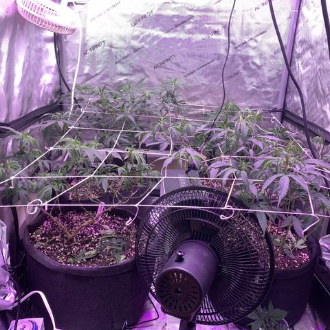Zkittle LPC, TP & Palp Kush growlog photo: Cleaned tent, then flipped to flower