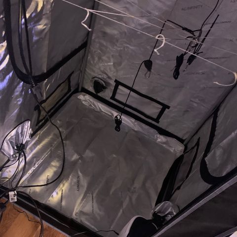 Zkittle LPC, TP & Palp Kush growlog photo: Cleaned tent, then flipped to flower