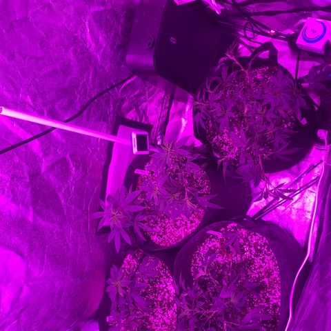 Zkittle LPC, TP & Palp Kush growlog photo: 2x4 tent clutched up, top dressing super soil