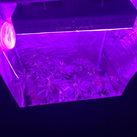 Zkittle LPC, TP & Palp Kush growlog photo: AC INFINITY BIG LEVEL UP
