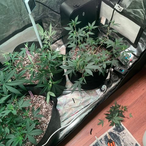 Zkittle LPC, TP & Palp Kush growlog photo: More Training & Trellising