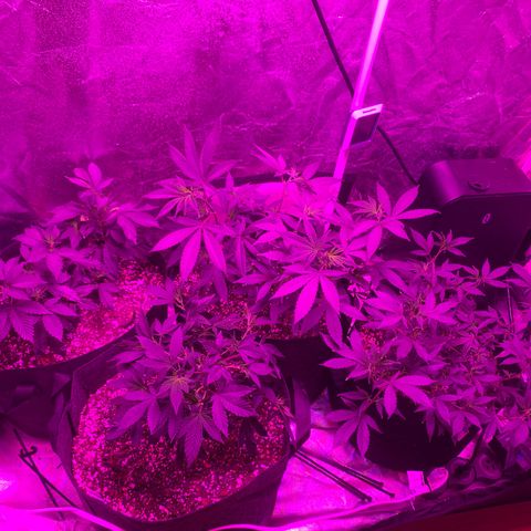 Zkittle LPC, TP & Palp Kush growlog photo: Hard LST, soft HST