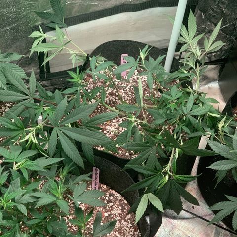 Zkittle LPC, TP & Palp Kush growlog photo: More Training & Trellising