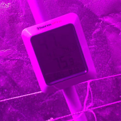 Zkittle LPC, TP & Palp Kush growlog photo: Containing the beast, lots of defoliation & tucking, attempting to manage PM