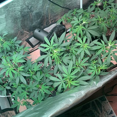 Zkittle LPC, TP & Palp Kush growlog photo: More Training & Trellising