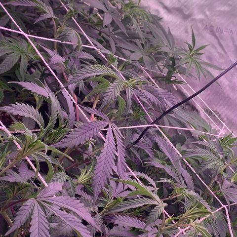 Zkittle LPC, TP & Palp Kush growlog photo: New lights 2 AC inifinity 100w