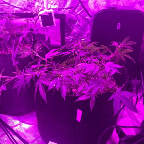 Zkittle LPC, TP & Palp Kush growlog photo: 2x4 tent clutched up, top dressing super soil
