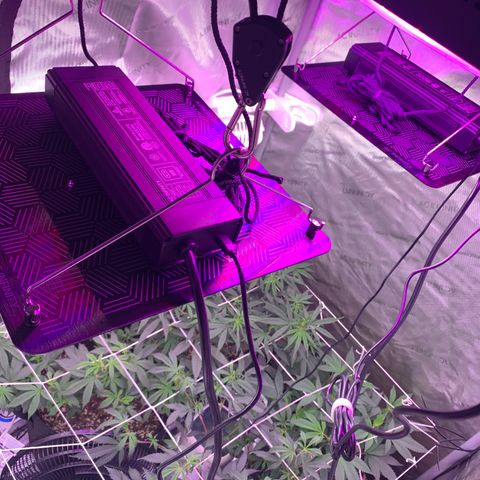 Zkittle LPC, TP & Palp Kush growlog photo: New lights 2 AC inifinity 100w